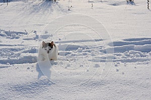 A cat on the snow