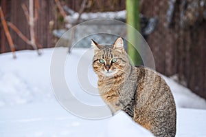 Cat in the snow