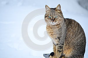 Cat in the snow