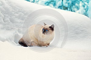 Cat in snow