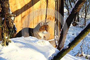 Gato en la nieve 