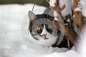 Cat in the snow, hiding behind a tree