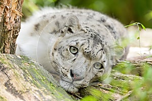 Cat snow leopard - Irbis, Uncia uncia