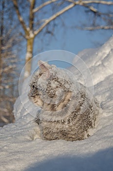 Cat in the snow is on the snowdrift