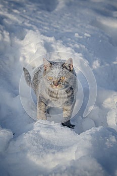 Cat in the snow is on the snowdrift