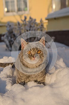 Cat in the snow is on the snowdrift