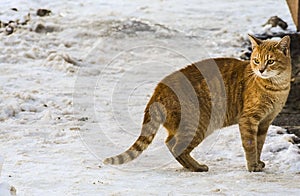 Cat in the snow