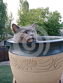 Cat Snuggle into Vase Peeking