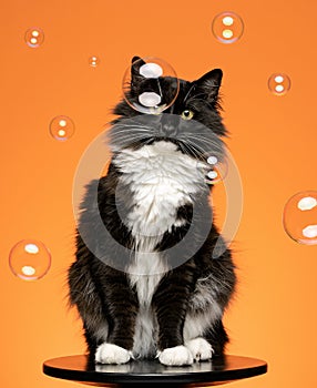 Cat with soap bubbles on an orange background