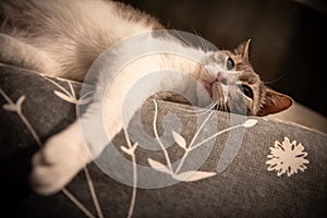 Cat on sofa, Gatto sul divano