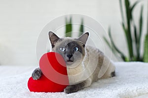 Cat with soft plush heart toy.  Love, Valentine day, pets friendly and care concept. Selective focus