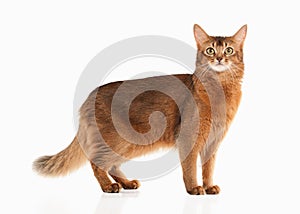 Cat. Somali cat ruddy color on white bakcground