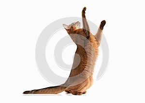 Cat. Somali cat ruddy color on white bakcground