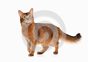 Cat. Somali cat ruddy color on white bakcground