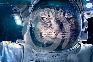 Cat in space