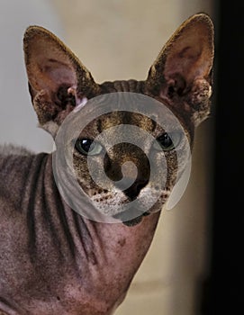 A sphinx cat poses in front of the camera photo