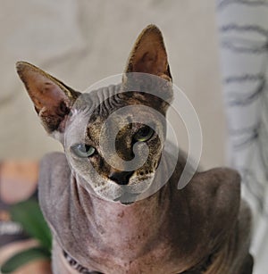 A sphinx cat poses in front of the camera photo