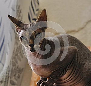 A sphinx cat poses in front of the camera photo