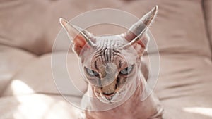 Cat of the Sphynx breed in domestic rubbish.