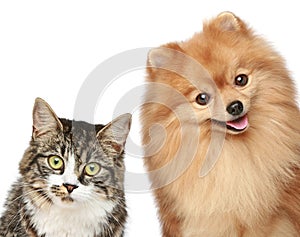 Cat and Spitz puppy