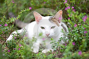 Cat in spring flowers and grass