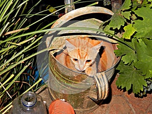 Cat in the sprinkles