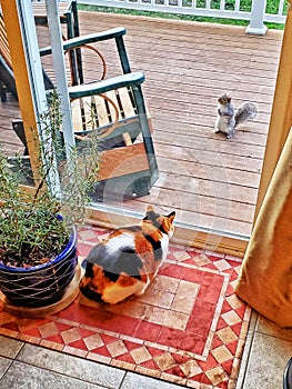 Cat and squirrel eyeing each other through a sliding glass door