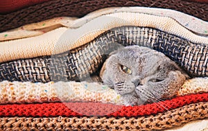 Cat in a stack of warm clothes. Selective focus.