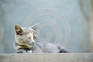 cat on the stairs