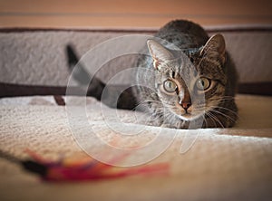 Cat stalking his feather toy