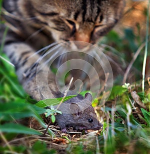 Cat stalking a mouse