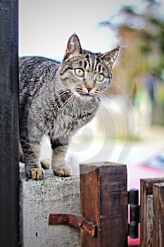 Cat standing on a fence, gazing to the right