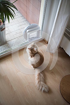 Cat standing in front of cat flap