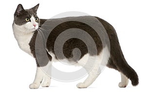 Cat standing in front of white background