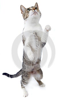 Cat Standing on Hind Legs