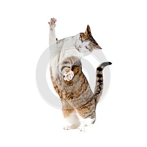 Cat standing on hind legs isolated