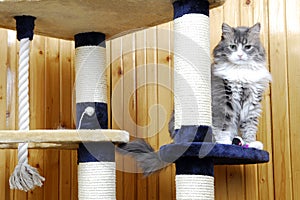 Cat standing in a huge cat-house