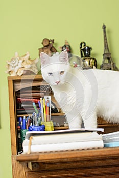 Cat standing on the notebooks on the writing desk