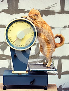 Cat standing on the scales