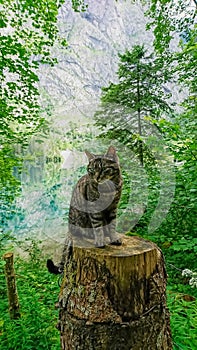 A cat standing on a tree stump on a trail next to Obseree on a sunny day