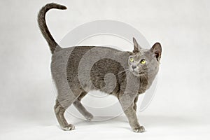 Cat standing on white background