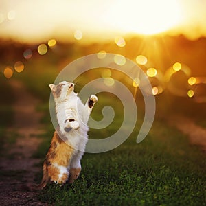 Cat stands on the grass in the garden and catches paw sun glare and rays