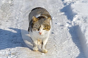 Cat stands on a snowy road and looks into the camera lens