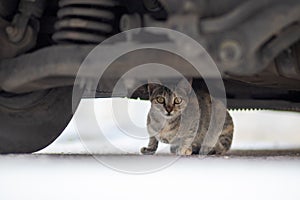 A cat stands under a parked car and looks at the camera