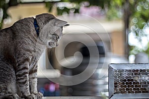 The cat stared at the rat trapped in the trap cage