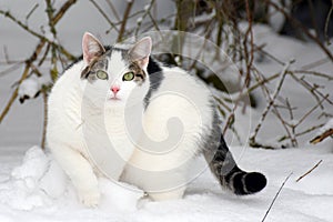 Cat staring at camera in winter garden.