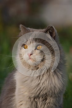 Cat is staring with curious yellow and big eyes outdoors at sunset