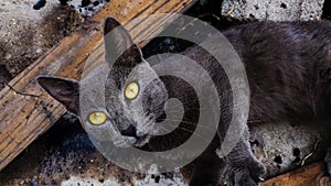 A cat staring, dark gray street cat with yellow eyes, an idle animal