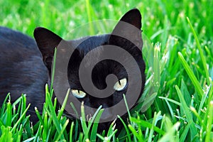 Cat staring in the grass