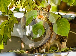 Cat Staring Intensely .